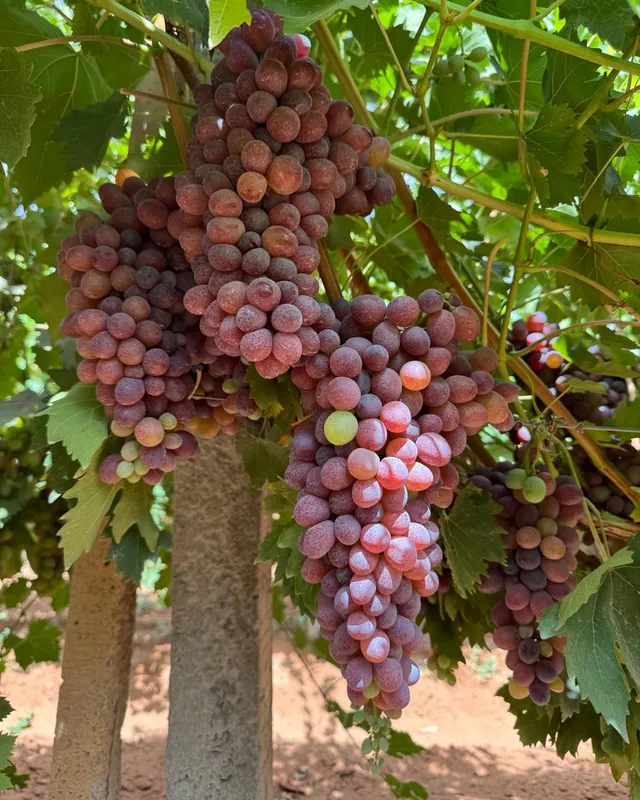 عنب